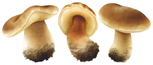 Unlocking the Magical World of Mushrooms: Are They the Key to Optimal Health?
